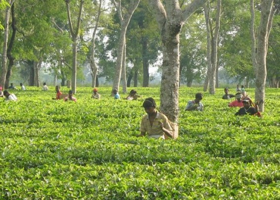  Tea garden workers: CPI(M) strong bastion first disintegrating like tribal voters       